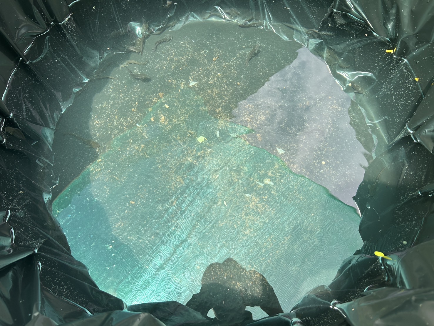 S__9945151_0